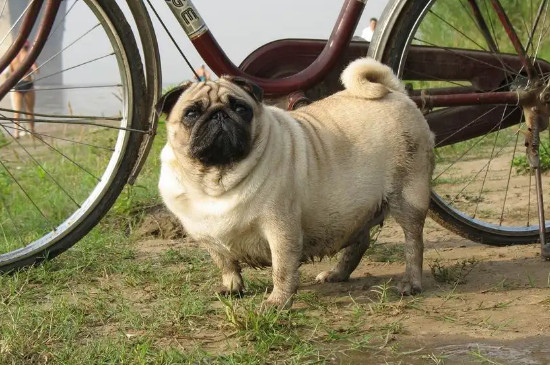 八哥犬品種