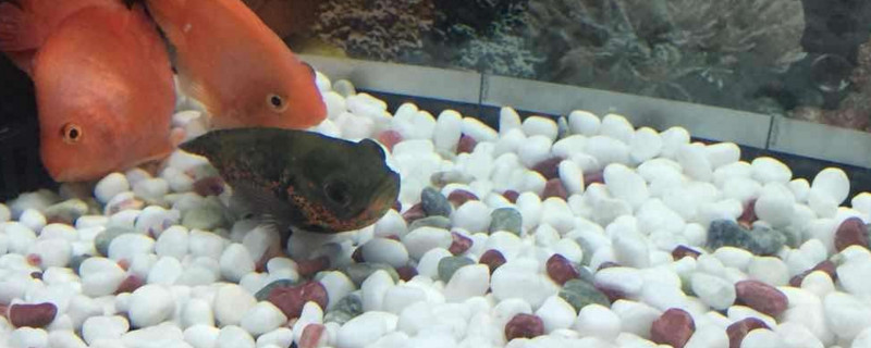 地圖魚歪躺著怎么治療