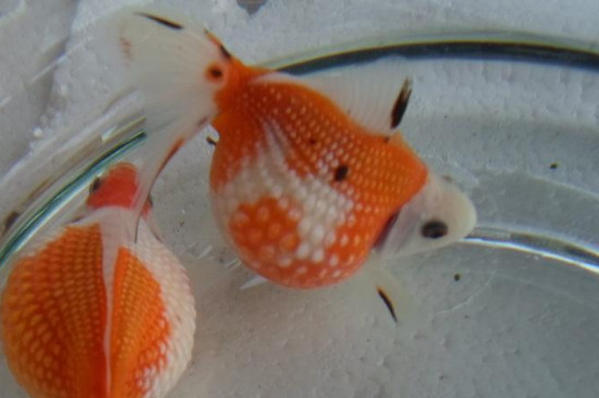 魚缸消毒方法