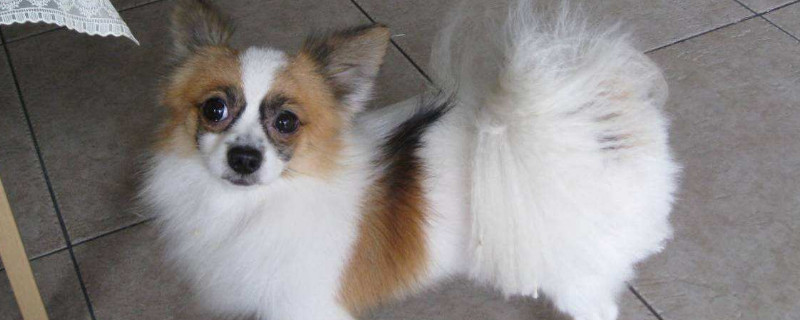 蝴蝶犬和牧羊犬的區(qū)別
