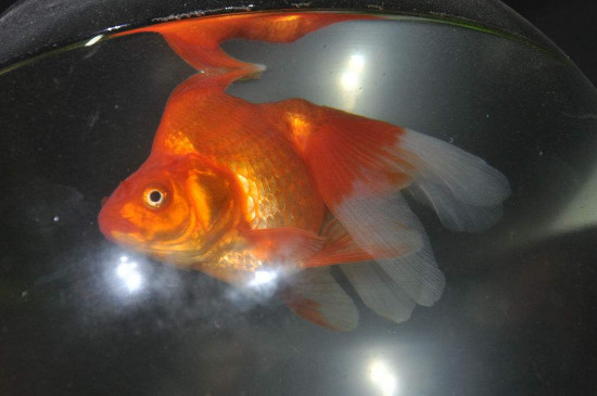 金魚怎么分公母，分辨金魚雌雄的方法