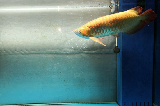 金龍魚認(rèn)識主人嗎