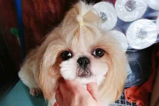 西施犬造型教程，給西施犬美容的方法和要點(diǎn)