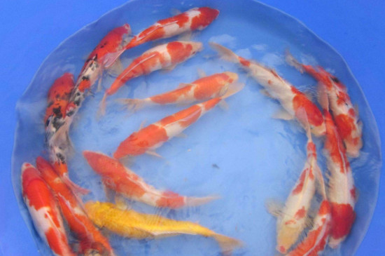 金魚和錦鯉能混養(yǎng)嗎