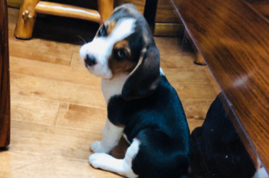 比格犬真的是養(yǎng)不熟嗎