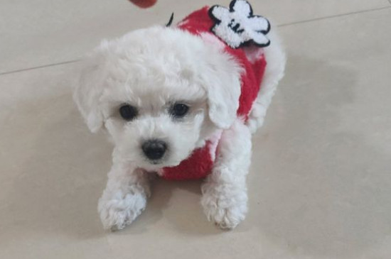 怎么訓(xùn)練比熊幼犬
