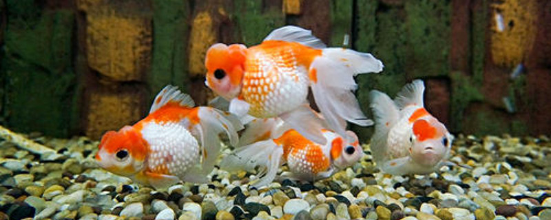 上過濾魚缸最佳過濾方法