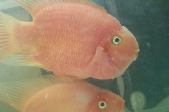 鸚鵡魚眼睛有白膜