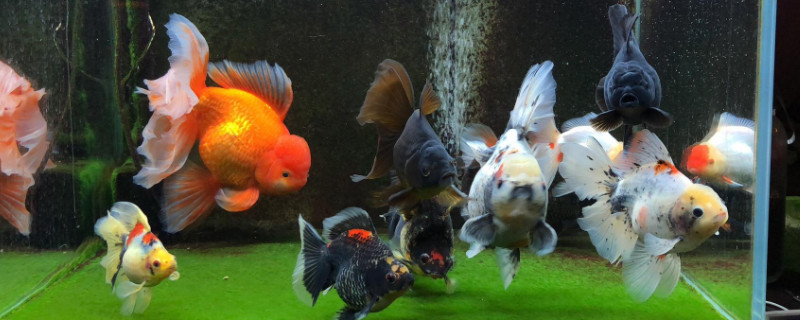 怎樣養(yǎng)金魚不會(huì)死