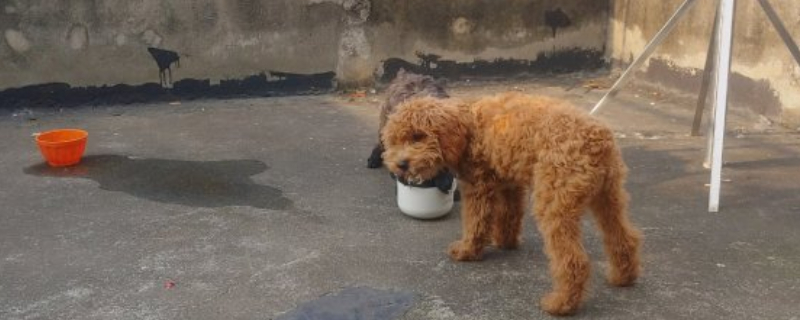 養(yǎng)泰迪晚上放哪里睡覺