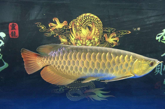 龍魚不養(yǎng)了可以送人嗎