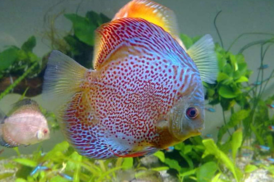 七彩神仙魚吃什么，給七彩神仙魚喂什么飼料好