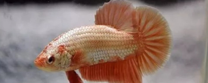 養(yǎng)斗魚為什么不能放石頭