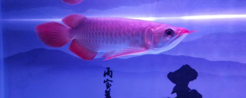 龍魚蒙眼一般幾天能好