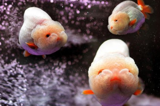 藍瘦魚怎么養(yǎng)，藍瘦魚養(yǎng)注意事項