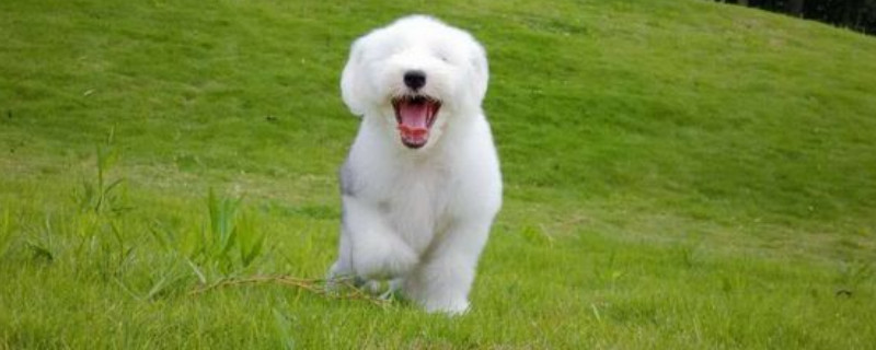 古牧犬怎么看純不純