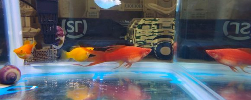 瑪麗魚飼養(yǎng)注意事項