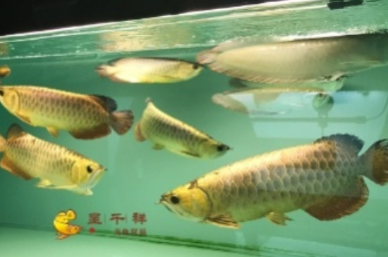 120長40寬的魚缸能養(yǎng)龍魚嗎