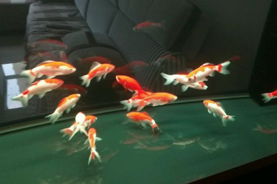 觀賞金魚多久換一次水