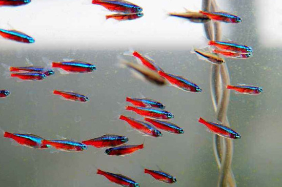 寶蓮燈魚的養(yǎng)殖方法和注意事項(xiàng)