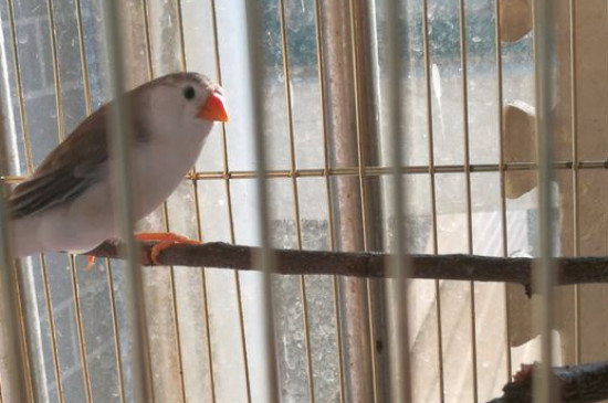 珍珠鳥水浴方法
