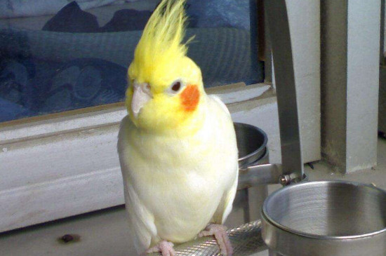 黃化玄鳳鸚鵡怎么分辨雌雄