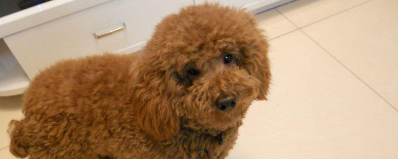 泰迪犬如何訓(xùn)練