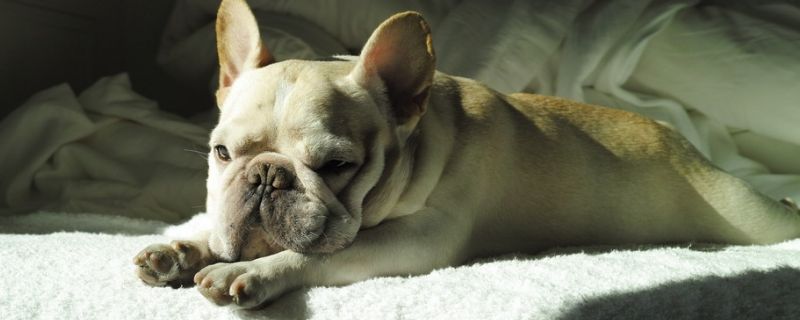 斗牛犬怎么訓(xùn)練