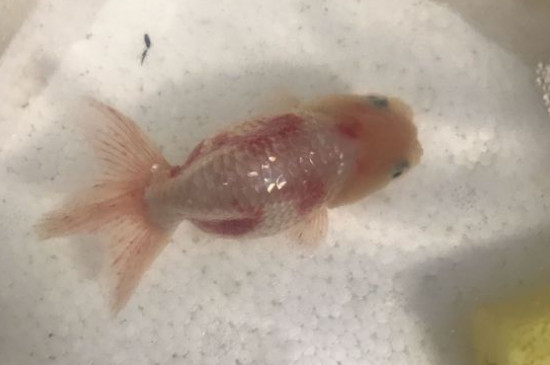 金魚身上有白點(diǎn)怎么治