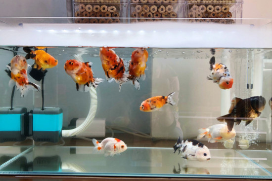 金魚的飼養(yǎng)方法