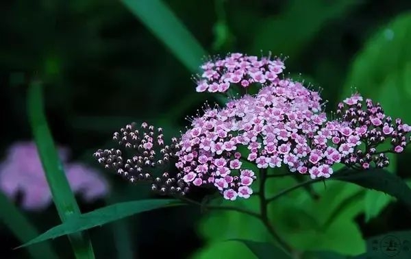 芒種節(jié)氣的含義是什么,芒種節(jié)氣的特點(diǎn)和風(fēng)俗簡介