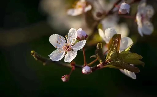 春分節(jié)氣的含義是什么,春分節(jié)氣的特點(diǎn)和風(fēng)俗簡介
