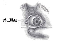 第三眼瞼