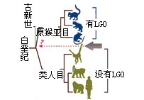 廢料DNA---L-gulonolactone oxidase(LGO)