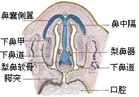 梨鼻器--追蹤異性的工具