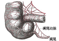 闌尾