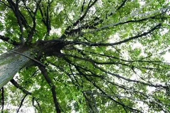哪些植物能夠預(yù)報天氣,植物為什么能預(yù)報天氣