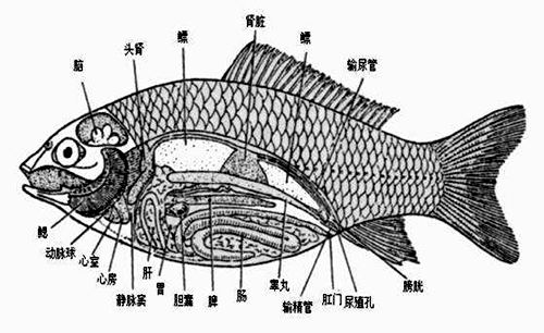 魚為什么能在水里游？