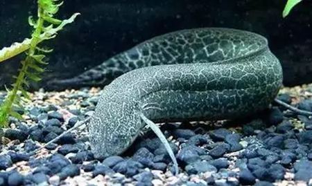 肺魚為什么能離開水,肺魚能離開水的原因