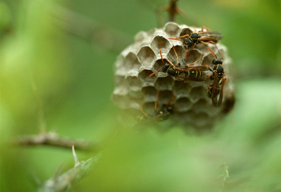 為什么馬蜂會(huì)來(lái)家里筑巢,被馬蜂蟄了怎么辦