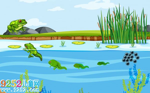 青蛙為什么會呱呱的叫,夏天青蛙為什么叫個不停