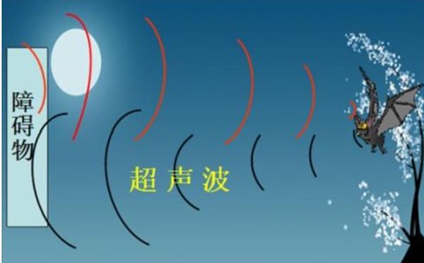 蝠靠的是一個(gè)屬于雷達(dá)系統(tǒng)飛行的