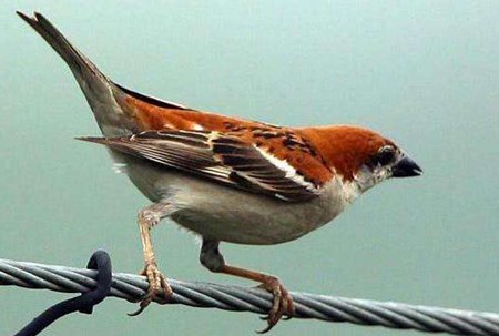 麻雀是益鳥還是害鳥?