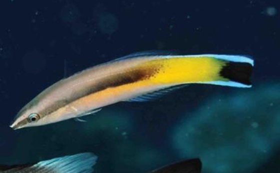 醫(yī)生魚為什么能治病,醫(yī)生魚真的可以治病嗎