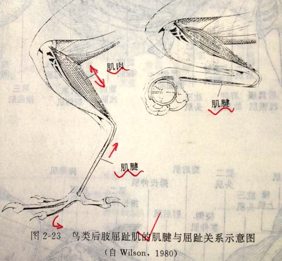 為什么鳥睡覺的時候經(jīng)常眨眼?