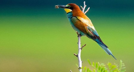 鳥(niǎo)類是靠什么認(rèn)路的,鳥(niǎo)兒遷徙靠什么來(lái)導(dǎo)航