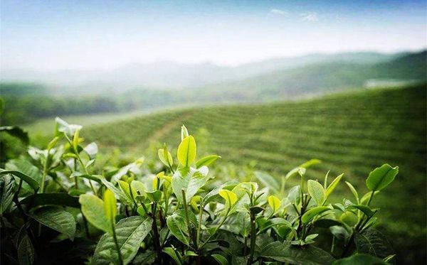 茶樹為什么生南不生北,全國(guó)茶葉產(chǎn)區(qū)分布圖一覽