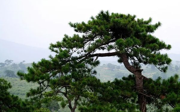 為什么秋天樹葉會(huì)變黃,秋天葉子發(fā)黃掉落是怎么回事