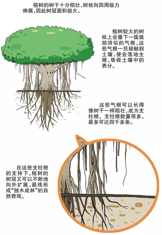 榕樹為什么會(huì)獨(dú)木成林