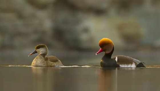 為什么雄鳥(niǎo)比雌鳥(niǎo)漂亮？